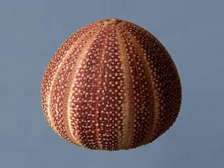 Sea Urchin After Boiling and Bleaching